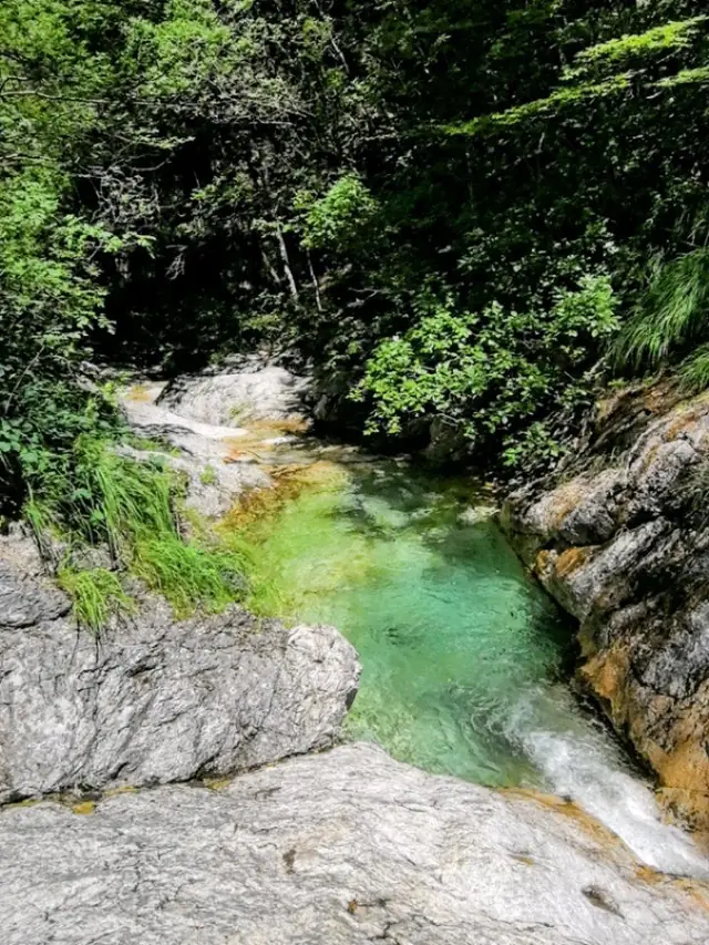 Smaragdni bazen okružen šumom